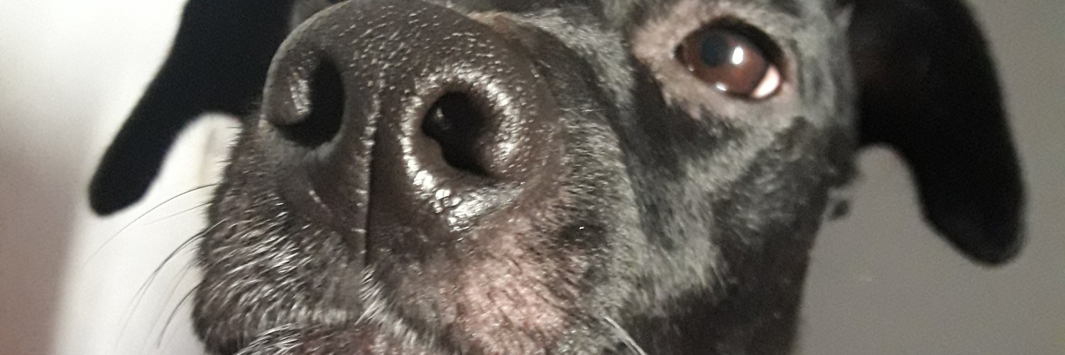 RafaelaAbraham_'s profile banner image
