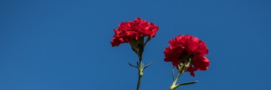 corja_nao's profile banner image