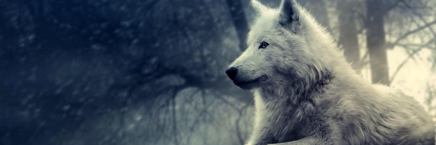 CoraRPGTWF's profile banner image