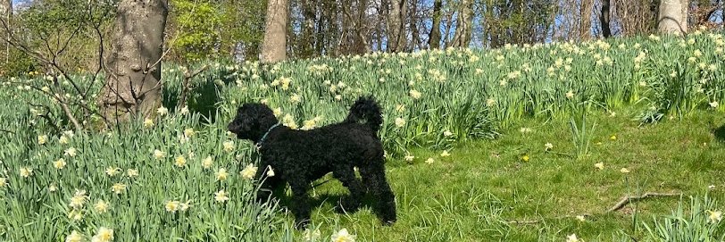 June Carter Pisaneschi banner