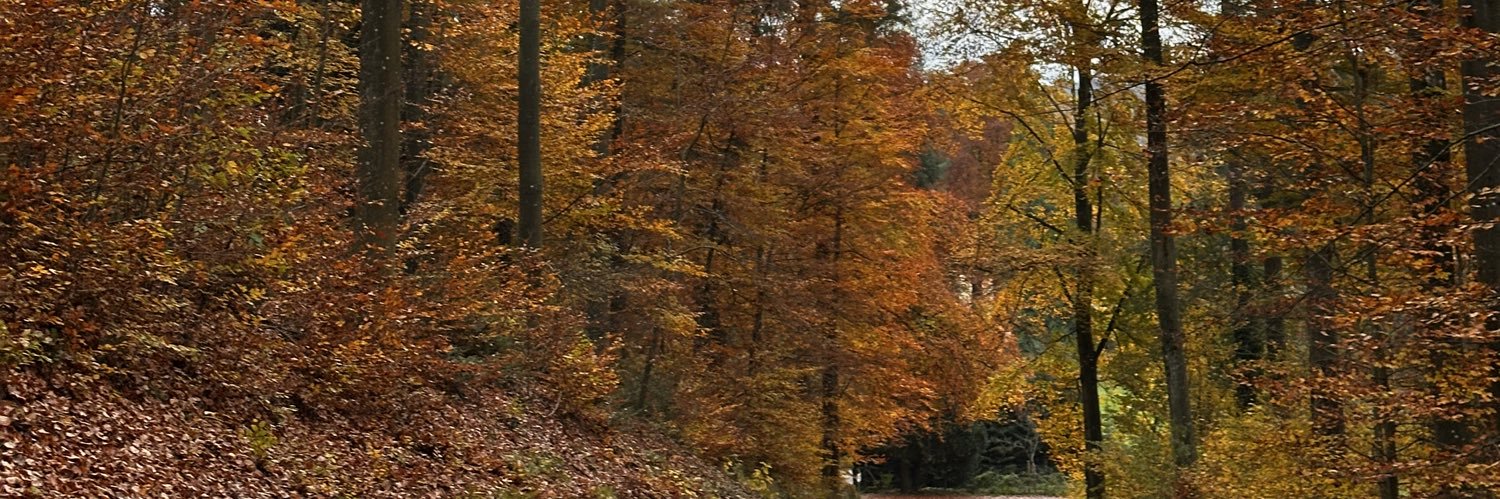 NarnianAle's profile banner image