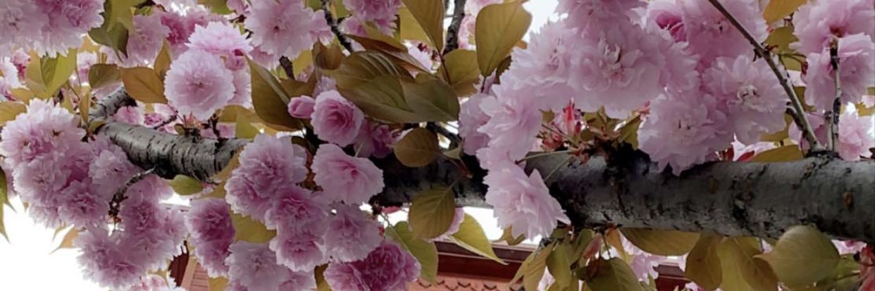 Shaima..💎✨ banner