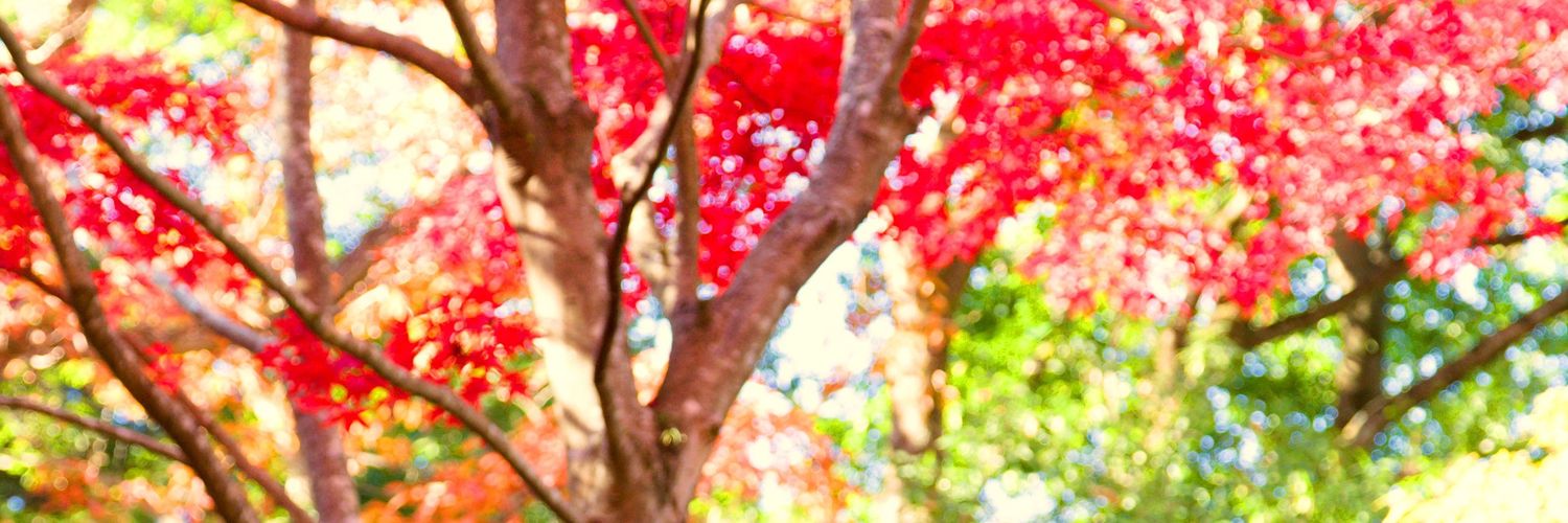 misakingqqqq's profile banner image