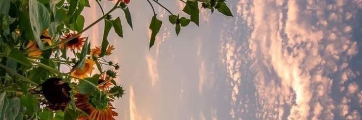 Sole Diaz banner