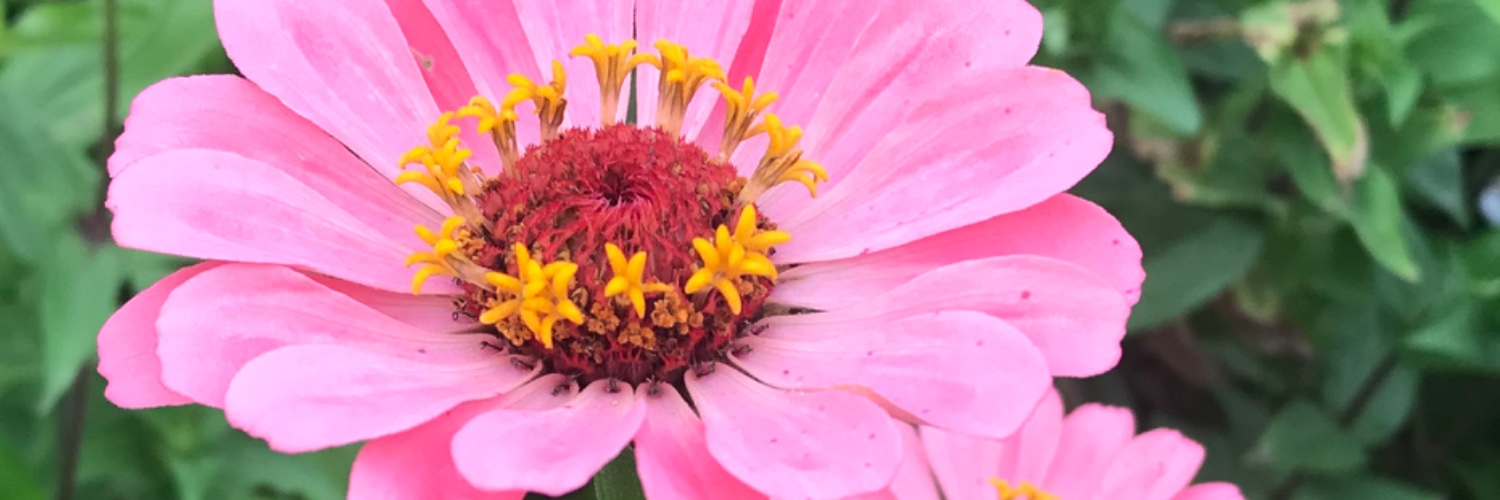 SO MOTE IT BE banner