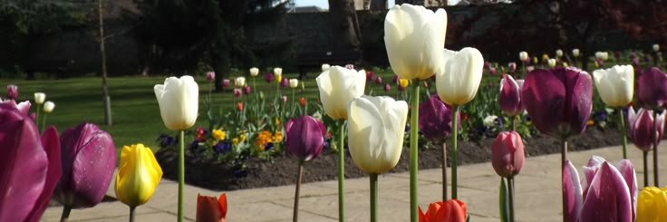 corinneprenatt's profile banner image