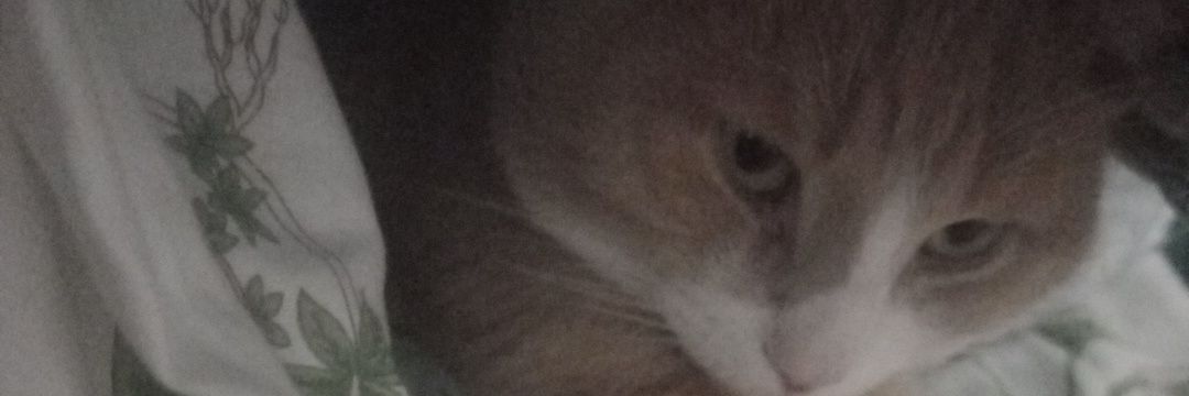 kaylagreen93's profile banner image