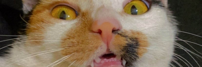 foiseca's profile banner image