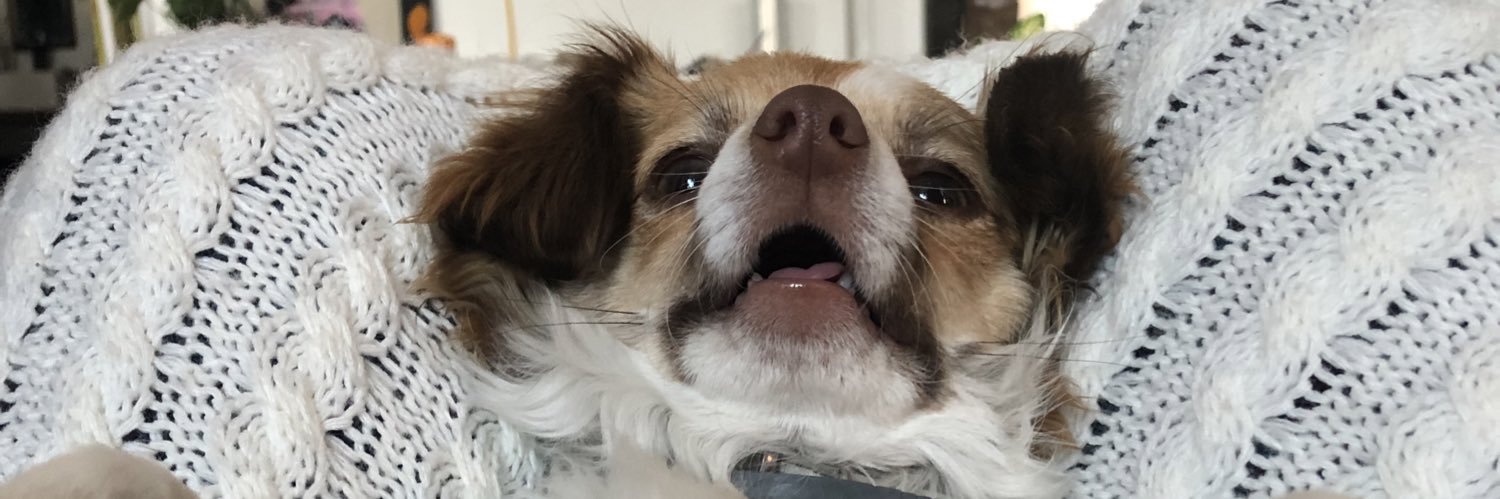 katya_kokuko's profile banner image