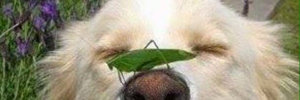klaufrau's profile banner image