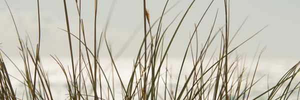 MarthasOrchard Profile Banner