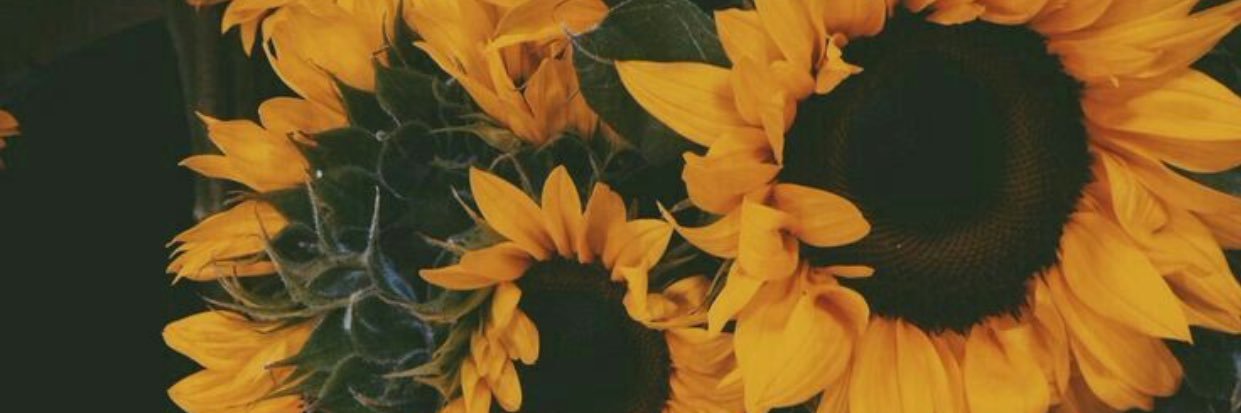 TaraNicole2's profile banner image