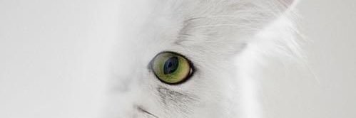 sagesu_'s profile banner image