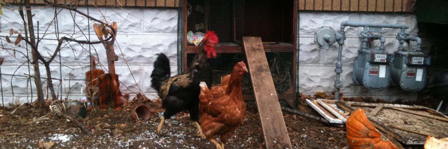 FuckedChicken's profile banner image