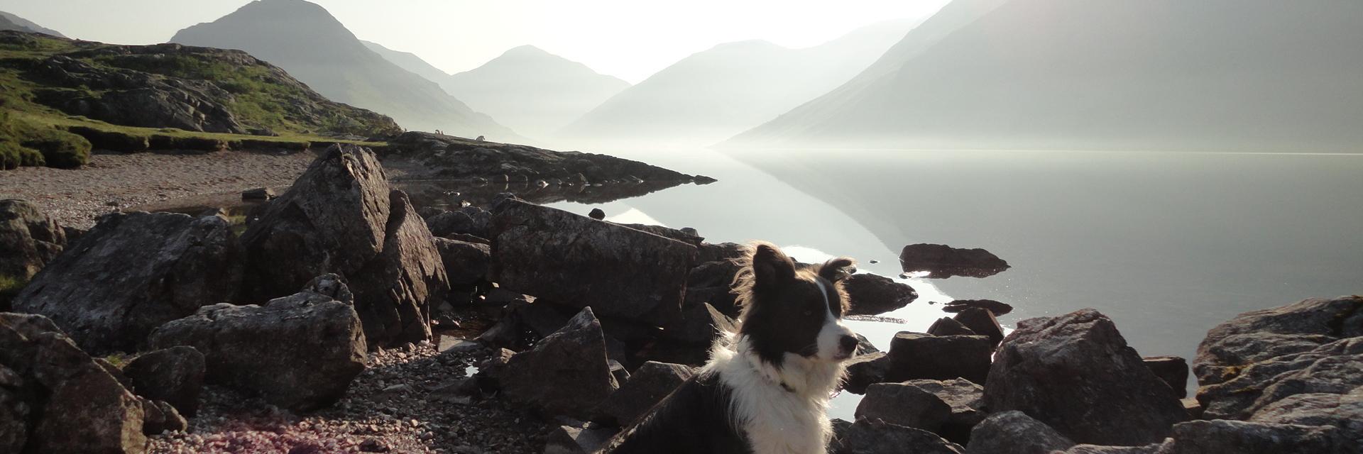 snootydoggy's profile banner image