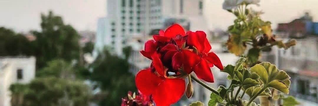 LoLeta_SYR's profile banner image