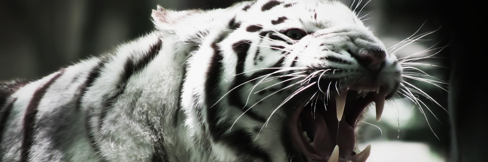 sft458's profile banner image