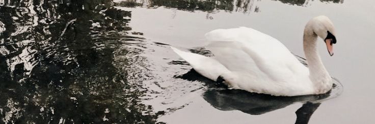 swanfatale's profile banner image