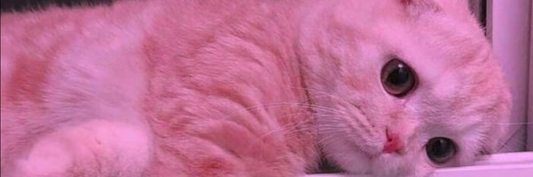 te_amo_com's profile banner image