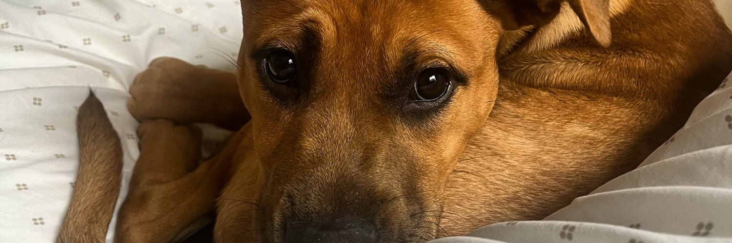 cornn_dogg's profile banner image