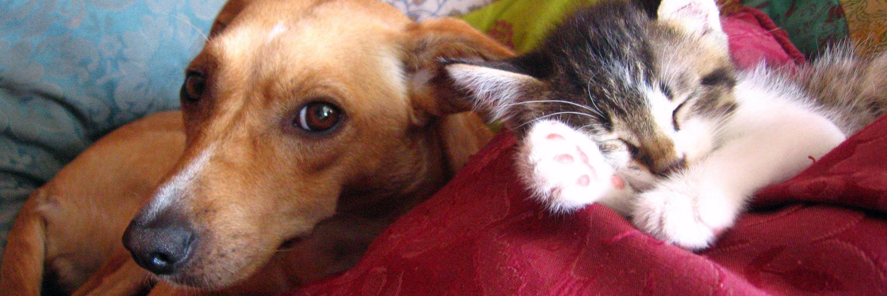 Consulpets's profile banner image