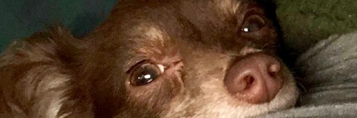 _WilddOnee's profile banner image