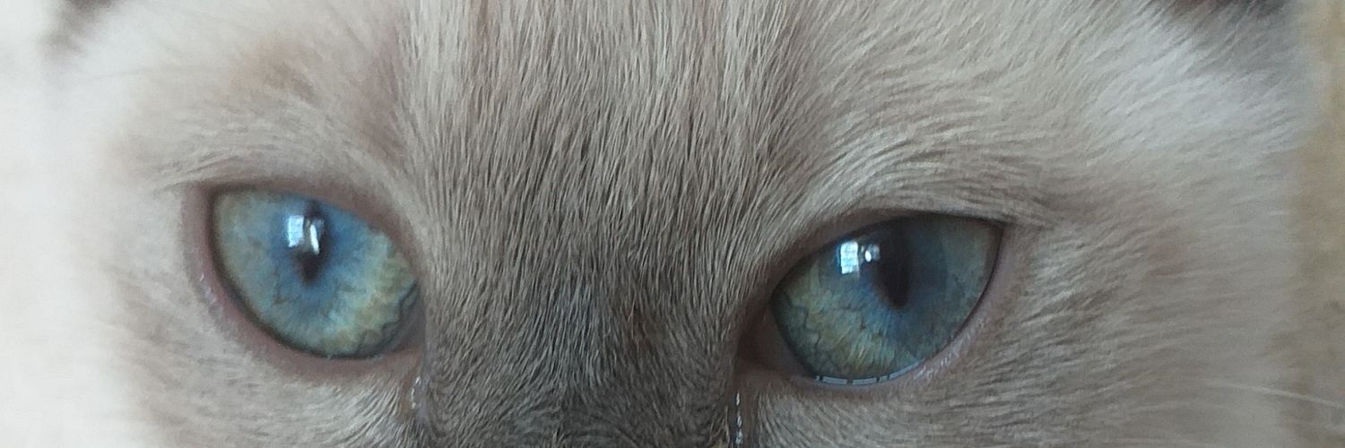 Muie_Ze's profile banner image