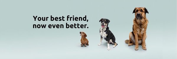 dogmatraining Profile Banner