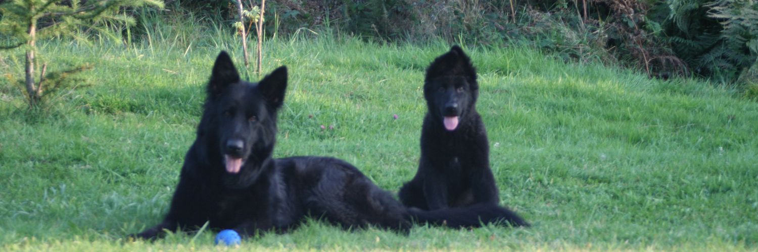 1_alphawolf's profile banner image