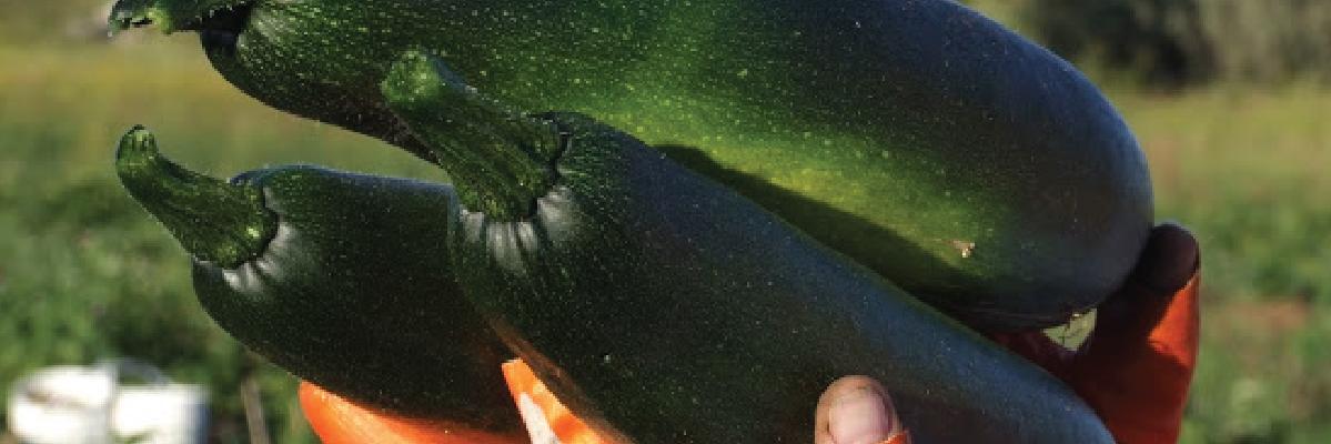 CompassionFood1's profile banner image