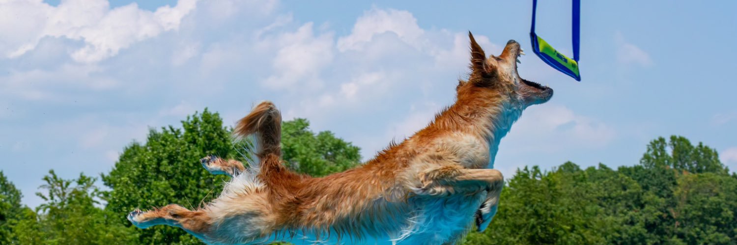Michael Belitzky banner