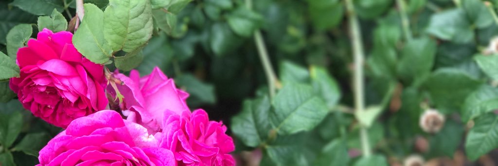 MollyStephanak's profile banner image