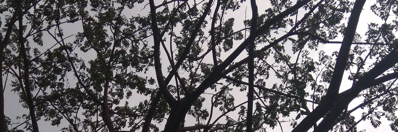 renaamal's profile banner image