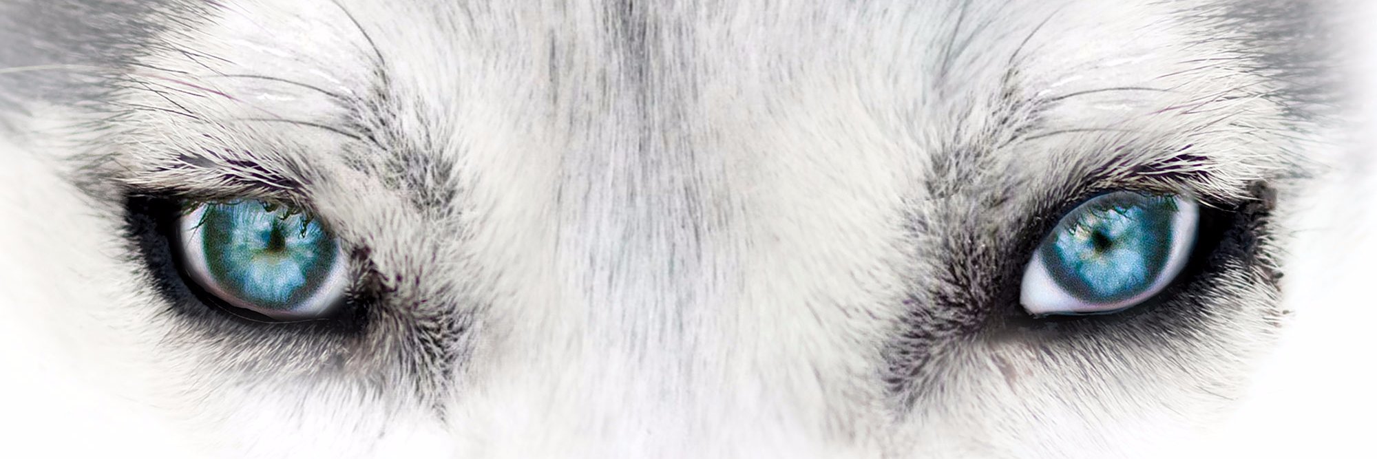 WereGirlBook's profile banner image