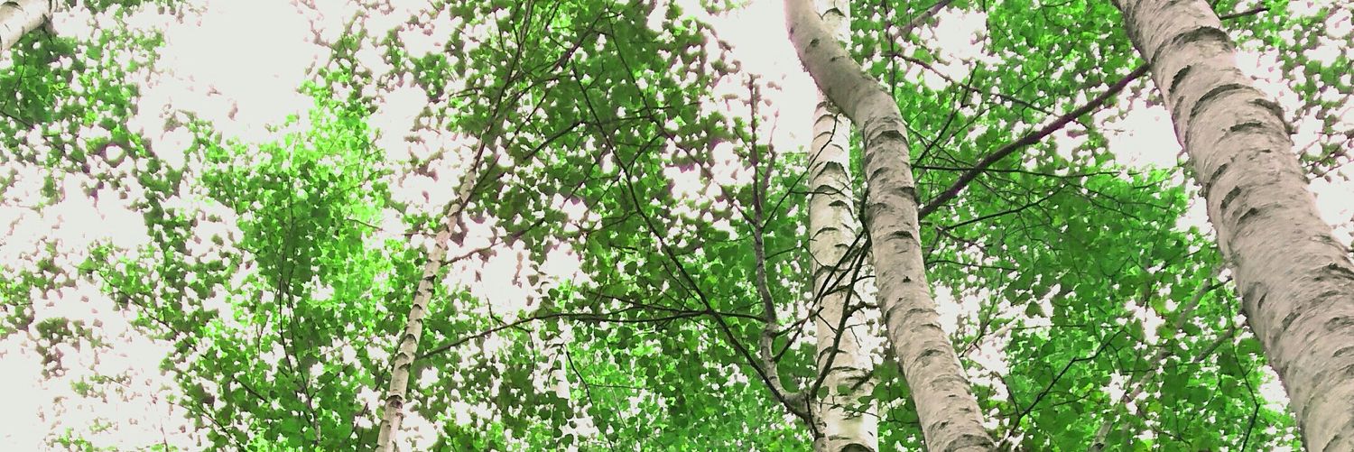 masa_wish's profile banner image