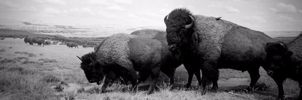 Buffalo_Agency Profile Banner