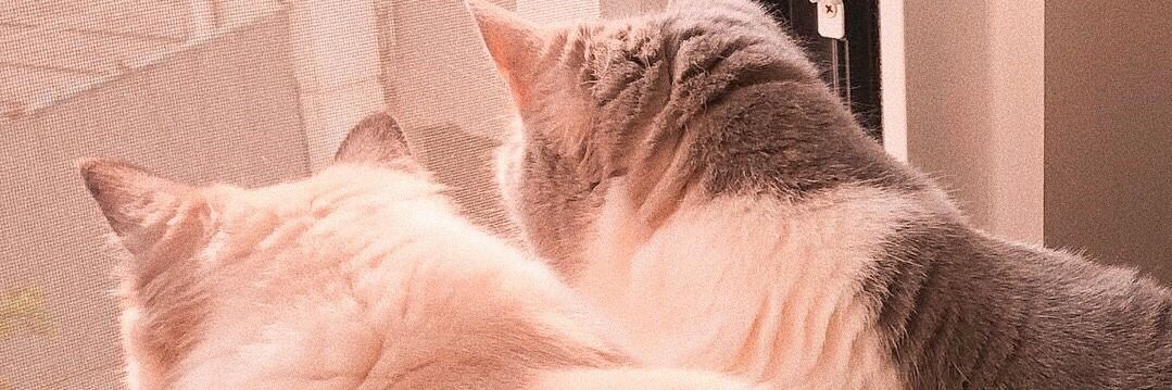 wangcatcher's profile banner image