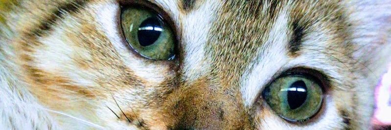 gabgueri23's profile banner image