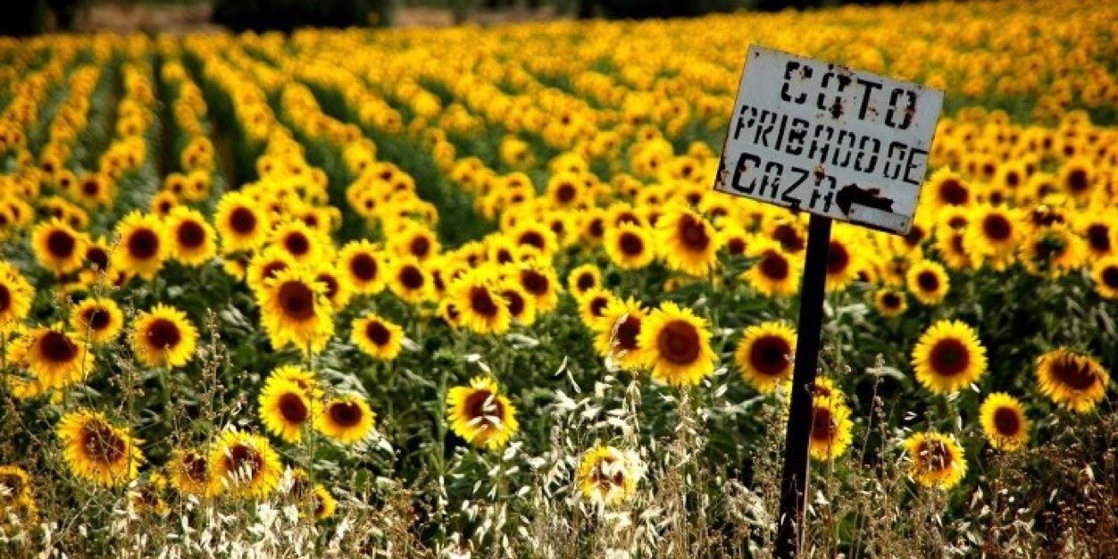 ayako_kusunoki's profile banner image