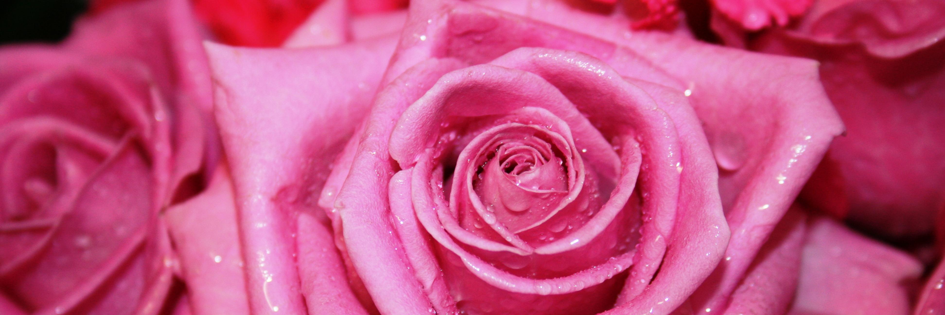 FlowerCourses's profile banner image