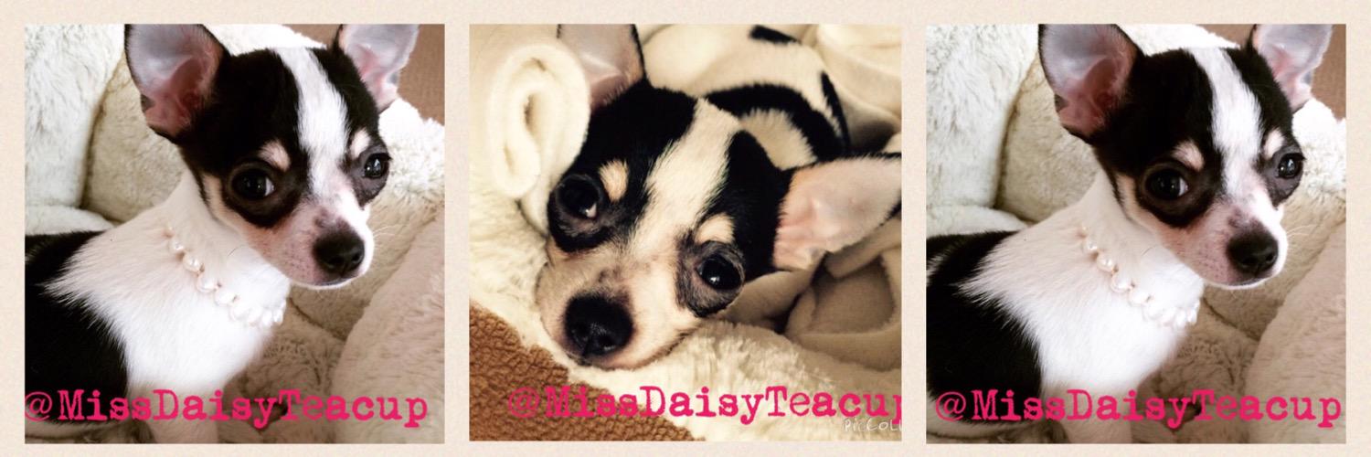 MissDaisyTeacup's profile banner image