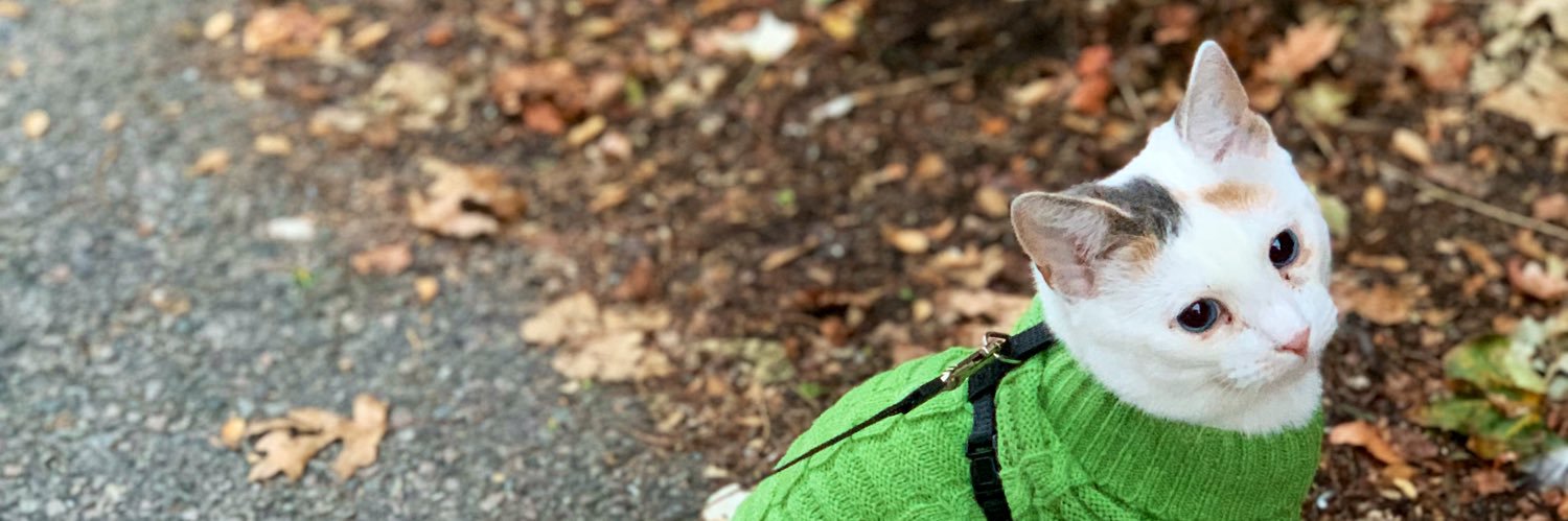 Emily Rencsok banner