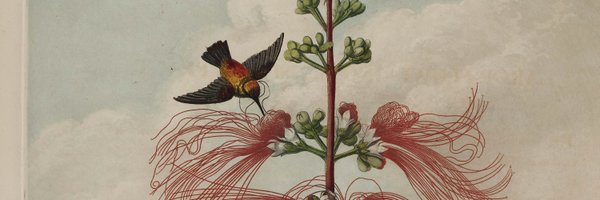 AlienorBertrand Profile Banner