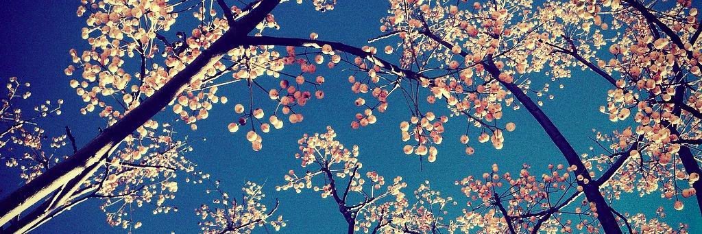 dalia_sendra's profile banner image