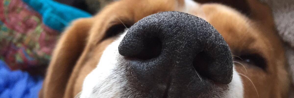LillyBeagle's profile banner image