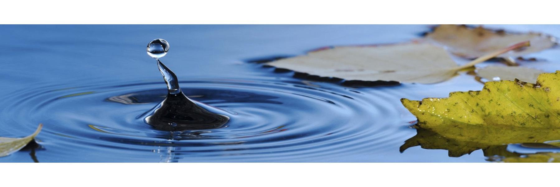 Trent ENLS Grad banner