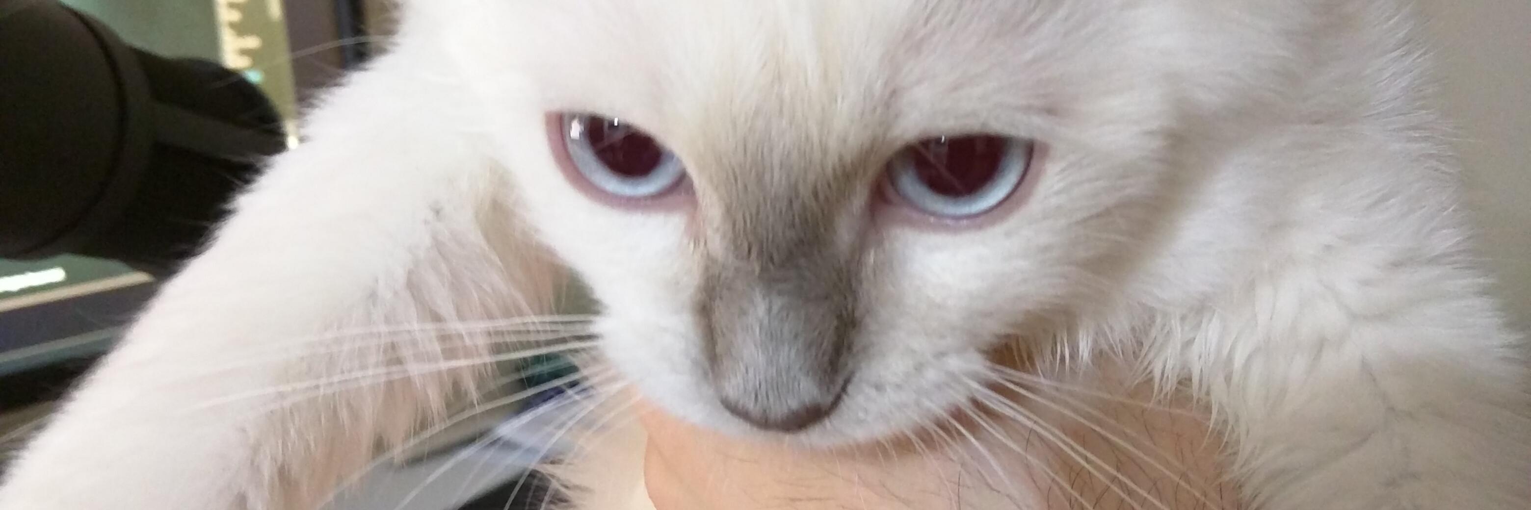 mellowxcat's profile banner image