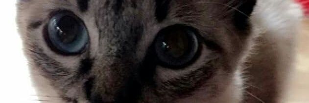 IdillaV's profile banner image