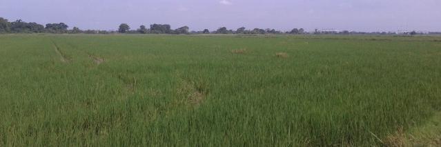 AGROLATINUM C.A. banner