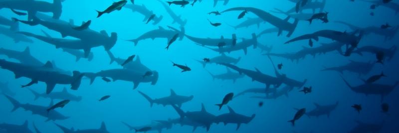 LB Functional Skills and Life Skills banner